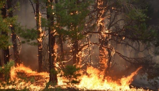 Пожежа у лісі в Голій Пристані